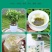 横县重瓣茉莉花苗白茉莉盆栽盆景四季绿植花卉老桩树桩根植物