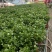横县重瓣茉莉花苗白茉莉盆栽盆景四季绿植花卉老桩树桩根植物