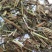 香茶菜干货中药材用量大从优欢迎选购