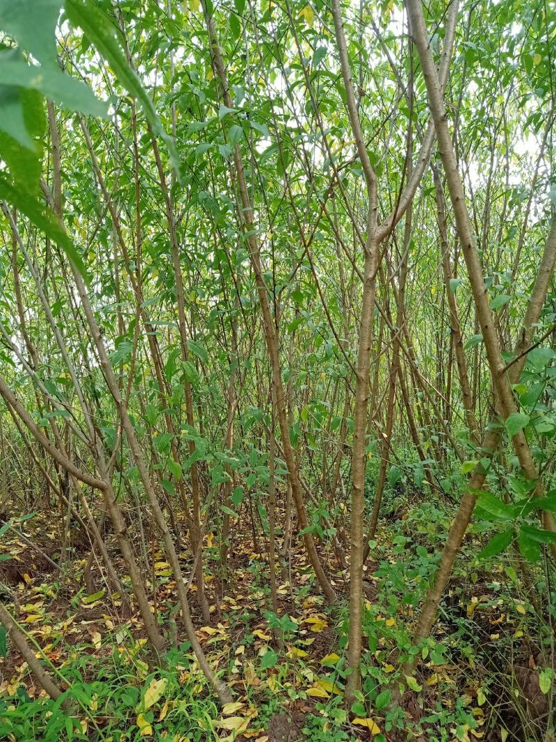 供应青脆李、羌脆李、红五月李子树苗50~100cm