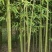 竹子紫竹子品类齐全诚信为本苗圃直发