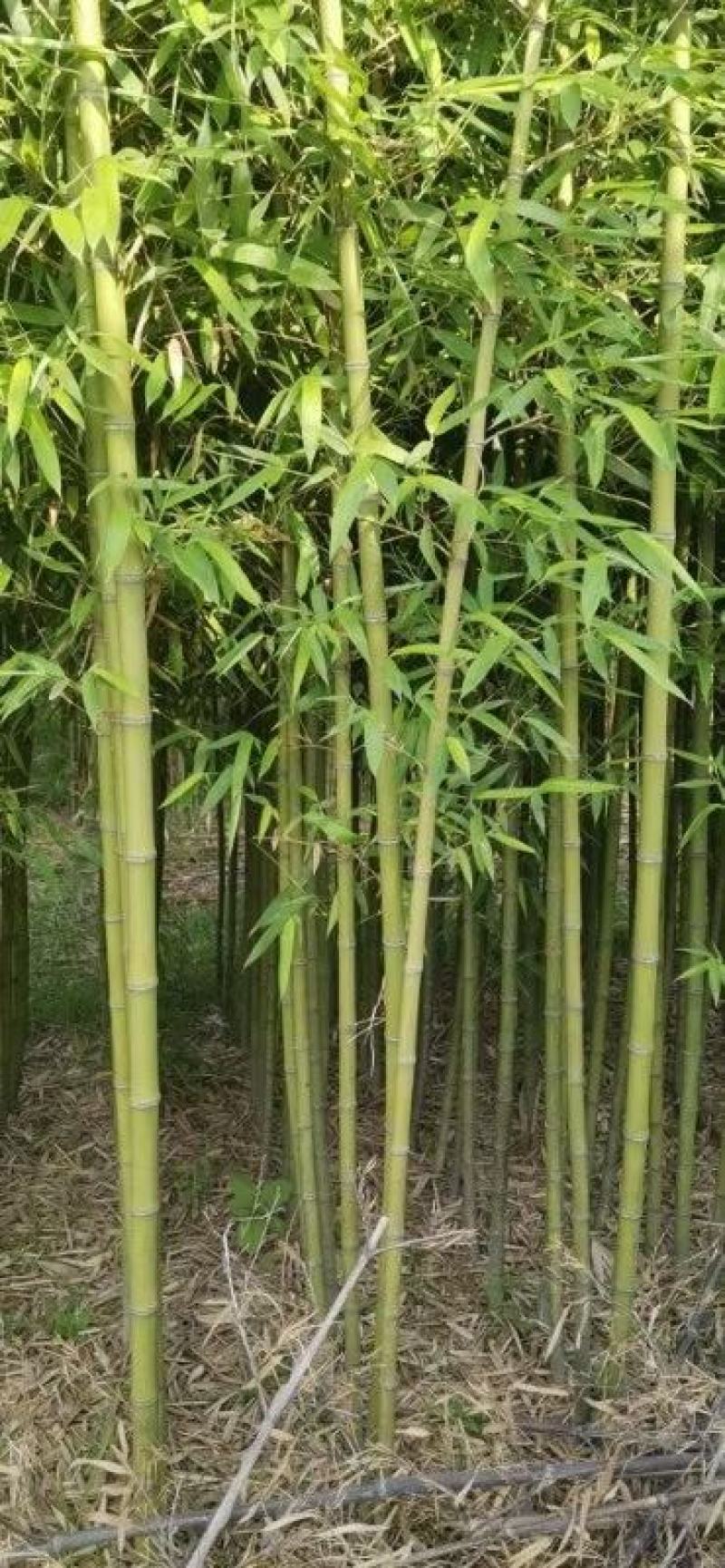 竹子紫竹子品类齐全诚信为本苗圃直发