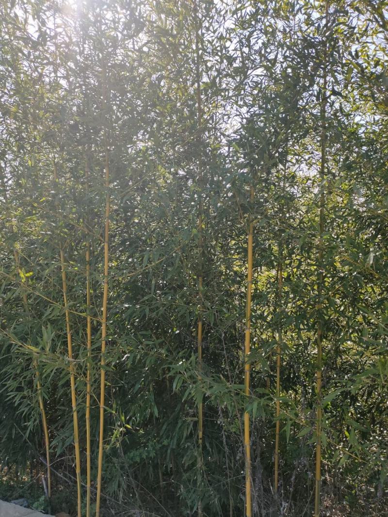 竹子紫竹子品类齐全诚信为本苗圃直发