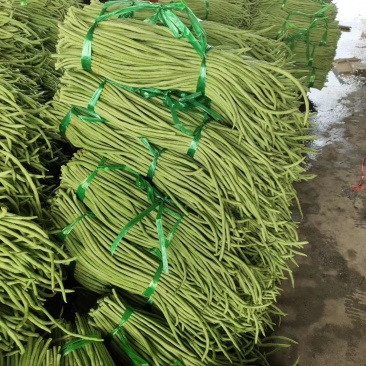 广西合浦县长豆角大量上市，价廉质优，欢迎采购