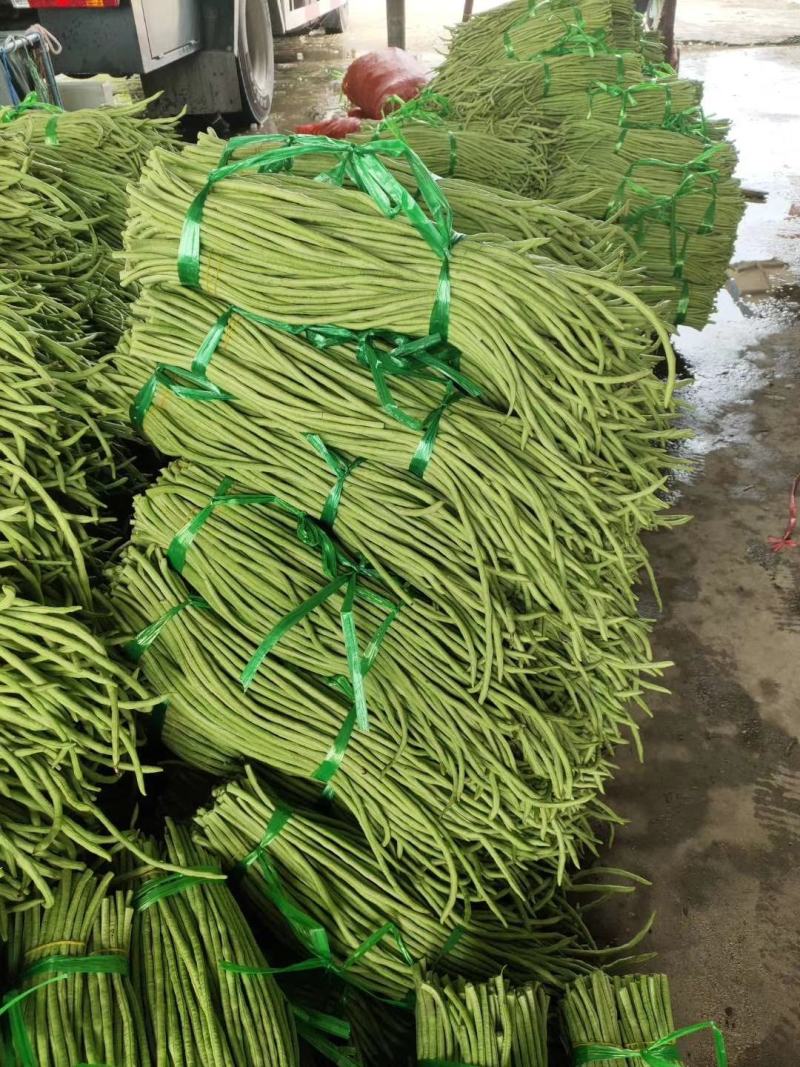 广西合浦县长豆角大量上市，价廉质优，欢迎采购