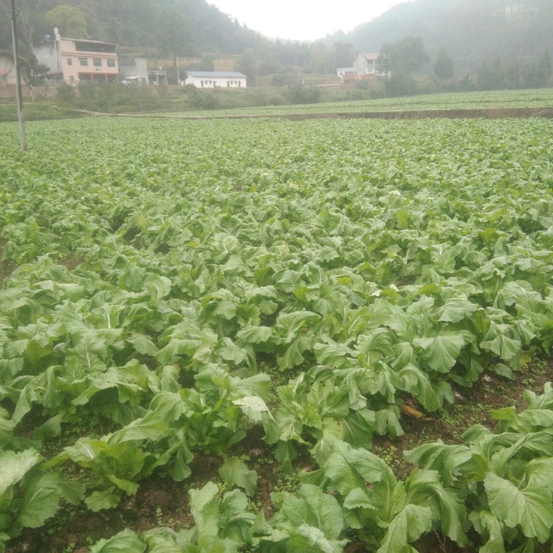 二百多亩蔬菜基地，早中熟儿菜上市中，欢迎你的到来。