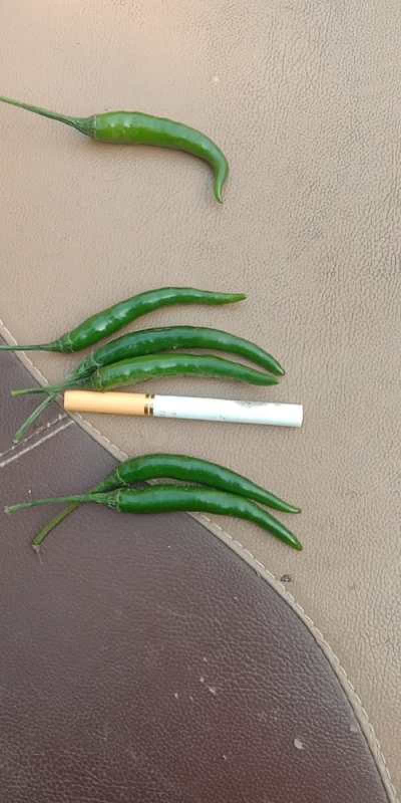 大了供应青辣椒，各种品种的都有，艳青，816目前这两种量