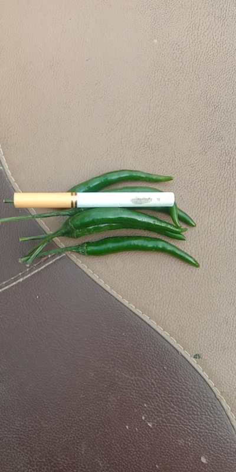 大了供应青辣椒，各种品种的都有，艳青，816目前这两种量