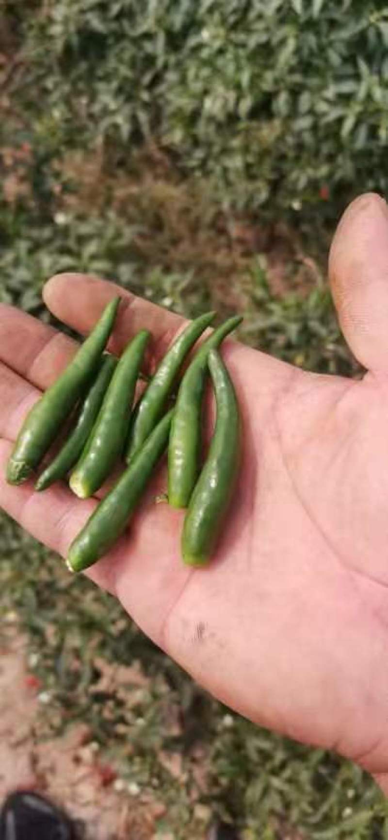 大了供应青辣椒，各种品种的都有，艳青，816目前这两种量