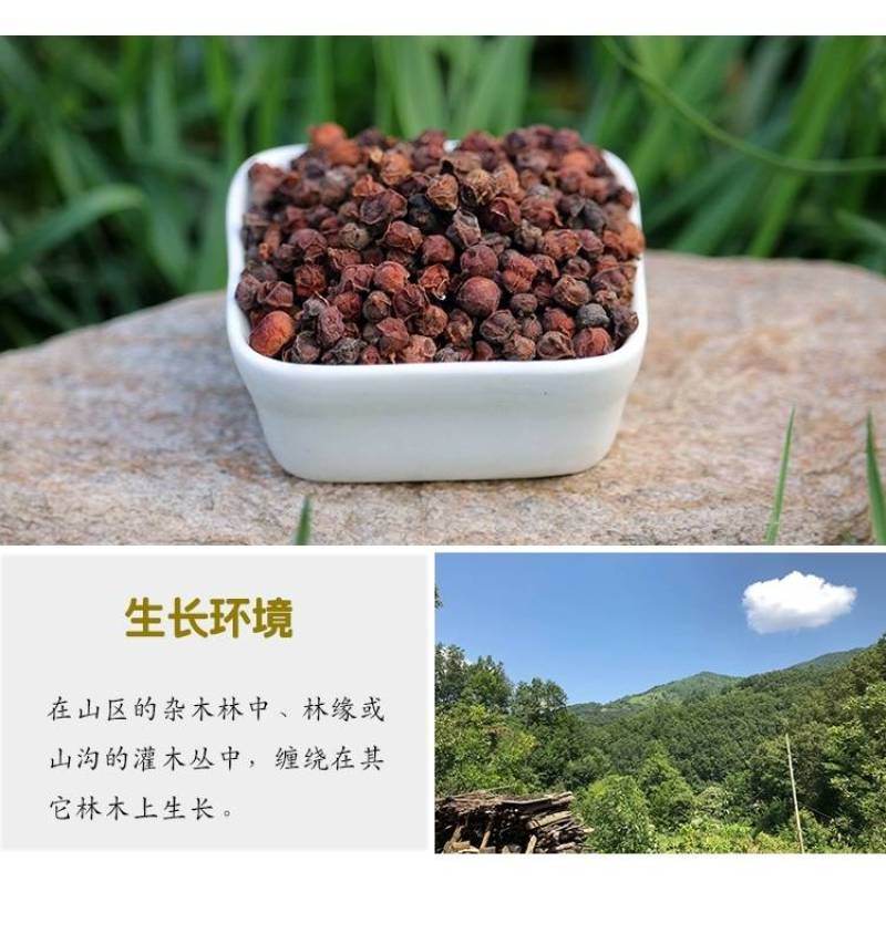 纯干无硫新货秦岭五味子自生五味子新鲜油籽茶干货南五味子