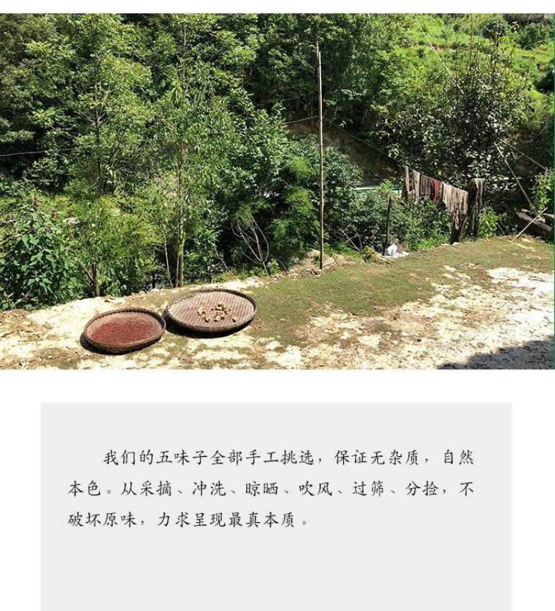 纯干无硫新货秦岭五味子自生五味子新鲜油籽茶干货南五味子