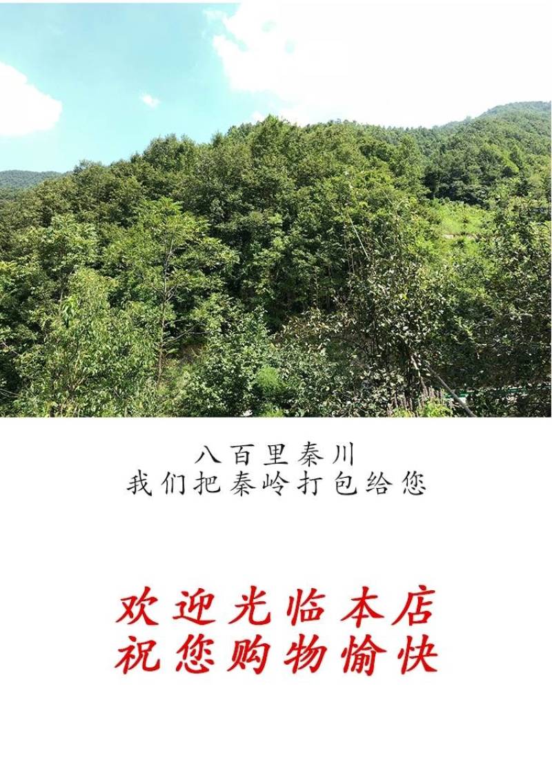 纯干无硫新货秦岭五味子自生五味子新鲜油籽茶干货南五味子
