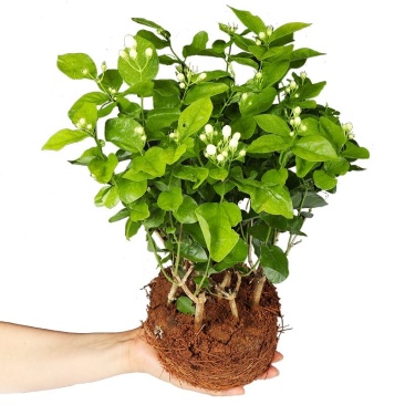 横县重瓣茉莉花苗白茉莉盆栽盆景四季绿植花卉老桩树桩根植物