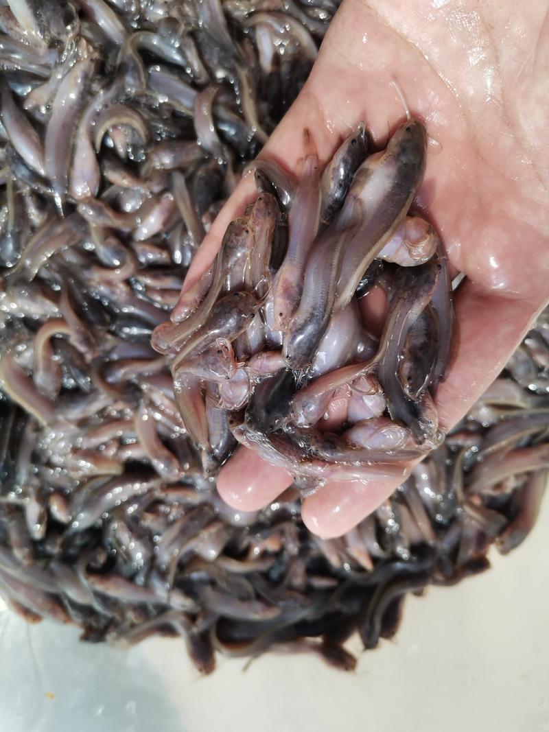 杂交良种三黄塘角鱼苗巜塘鲺》技术指导，胡子鲶鱼产地直销。