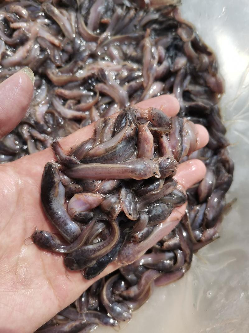 杂交良种三黄塘角鱼苗巜塘鲺》技术指导，胡子鲶鱼产地直销。