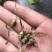 湖北中药材，优质竹节参大量有货，一手货源