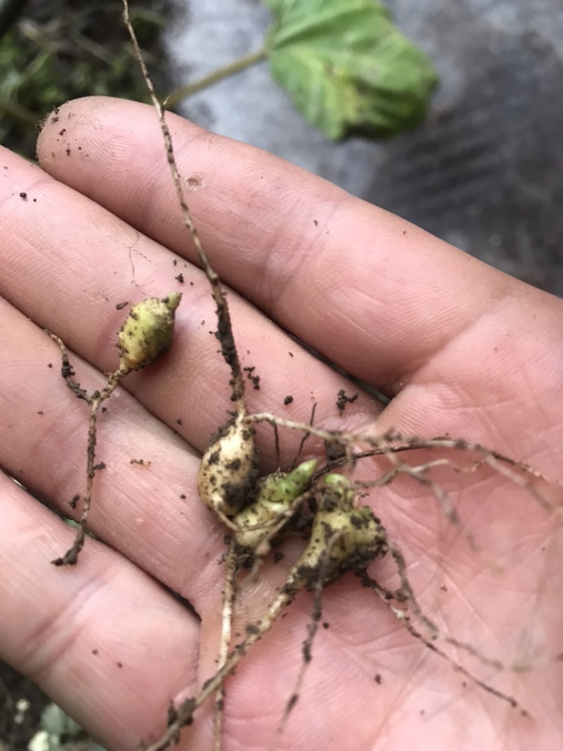 湖北中药材，优质竹节参大量有货，一手货源