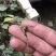 湖北中药材，优质竹节参大量有货，一手货源