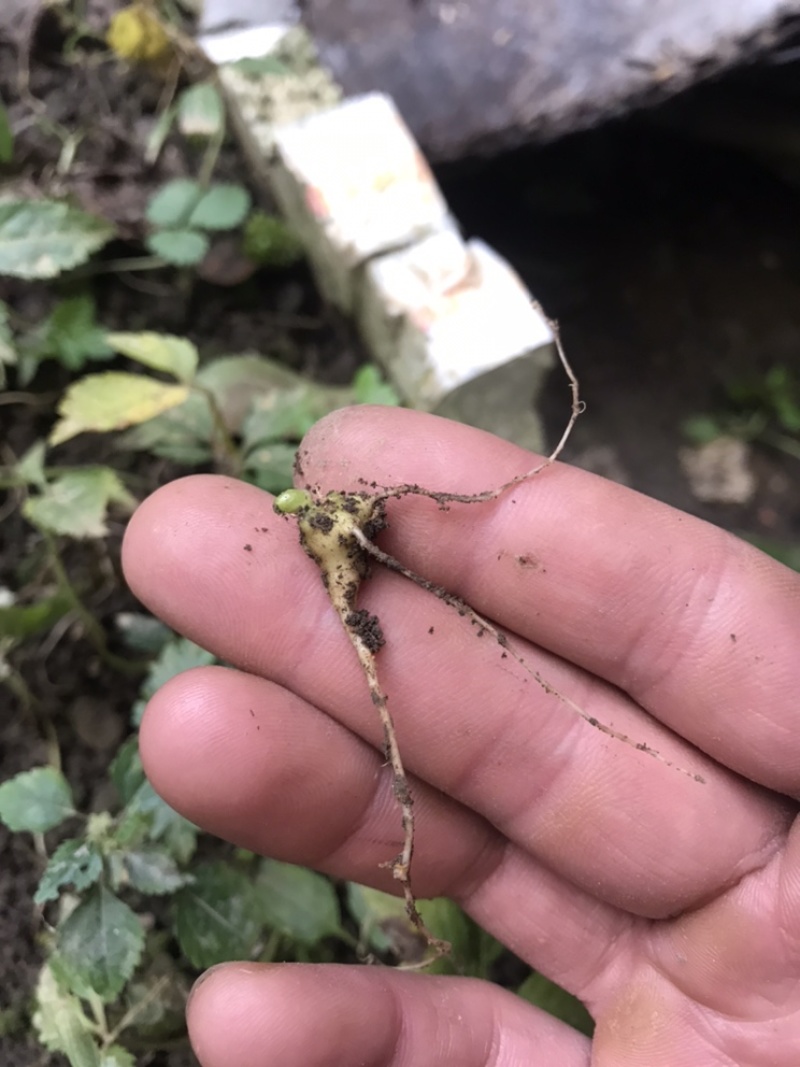湖北中药材，优质竹节参大量有货，一手货源