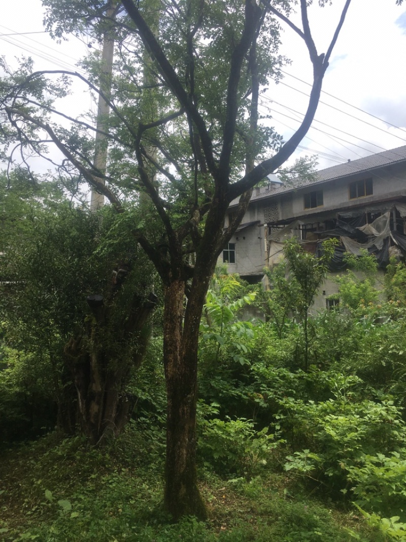 小叶黄杨木黄杨灌木欢迎老板进店咨询下单