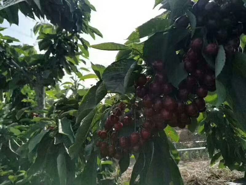 吉塞拉矮化奇早樱桃苗盆栽地栽适合全国种植当年结果产量高