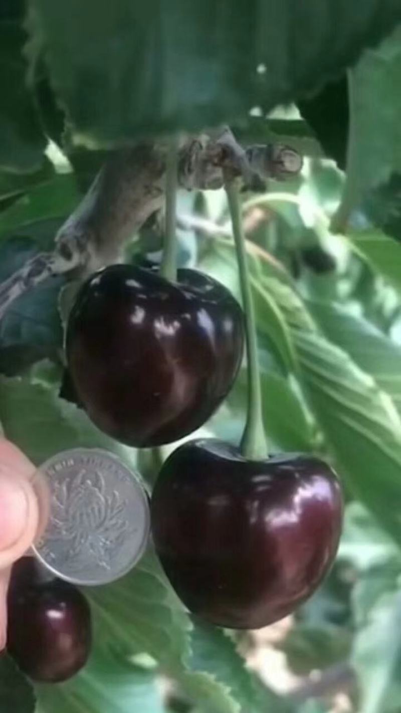 吉塞拉矮化奇早樱桃苗盆栽地栽适合全国种植当年结果产量高