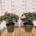 杜鹃花盆栽带花苞四季开花不断映山红室内外好养花卉花苗老桩