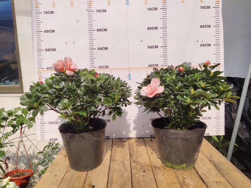 杜鹃花盆栽带花苞四季开花不断映山红室内外好养花卉花苗老桩