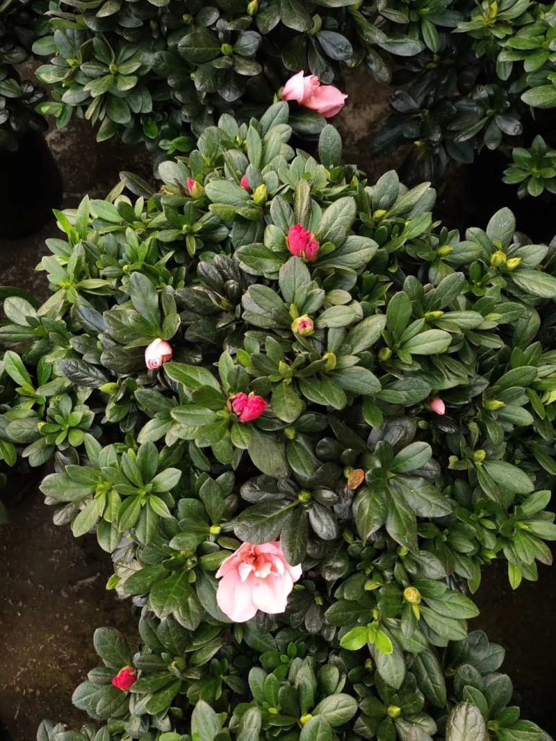 杜鹃花盆栽带花苞四季开花不断映山红室内外好养花卉花苗老桩