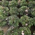 杜鹃花盆栽带花苞四季开花不断映山红室内外好养花卉花苗老桩