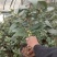 茶花盆栽带花苞18杯规格永福基地直销一手货源长期供应货源