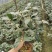 茶花盆栽带花苞18杯规格永福基地直销一手货源长期供应货源