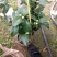 茶花盆栽带花苞18杯规格永福基地直销一手货源长期供应货源