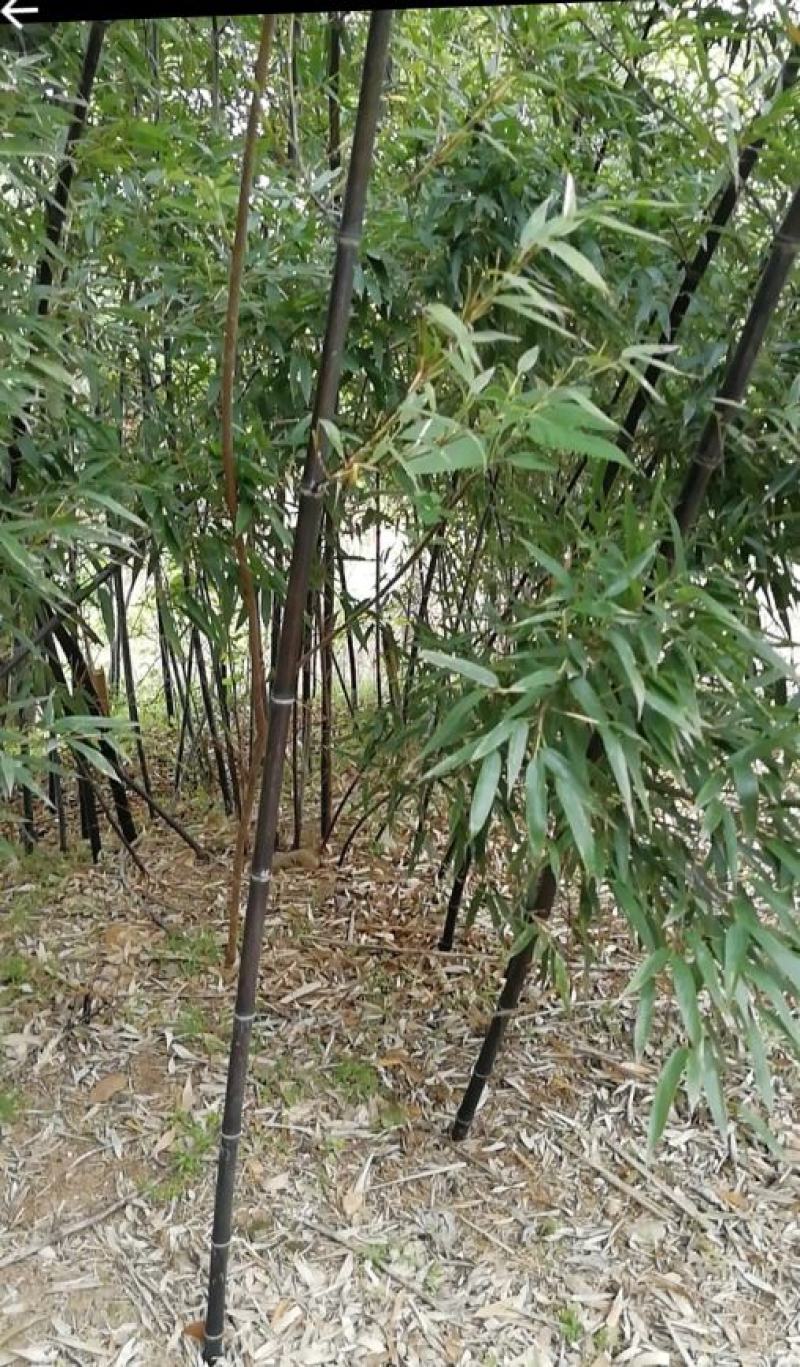 实心竹子绿化苗木竹子苗