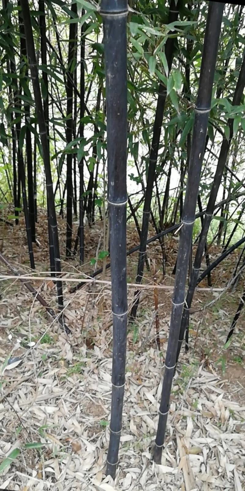 实心竹子绿化苗木竹子苗