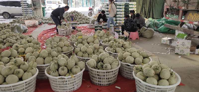 甜瓜产地直发价格便宜质量好甜度量很大需要的联系。。