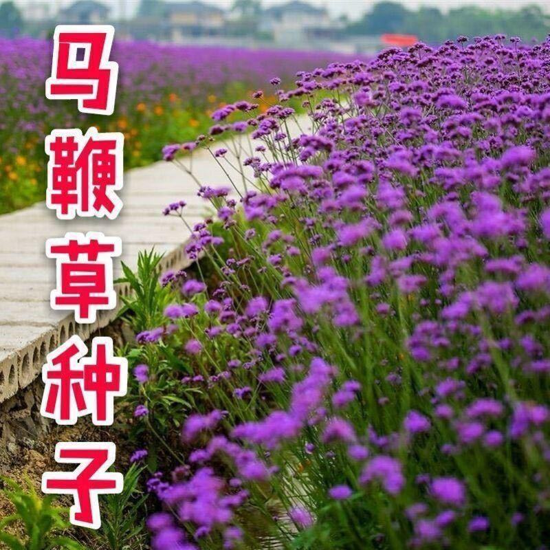 柳叶马鞭草种子多年生宿根草花种子景观绿化花海婚纱摄影观花