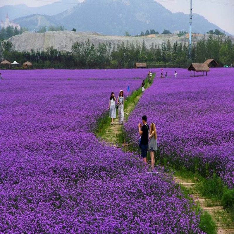 柳叶马鞭草种子多年生宿根草花种子景观绿化花海婚纱摄影观花