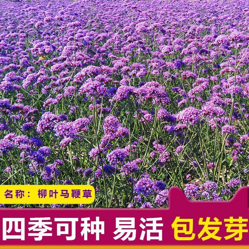 柳叶马鞭草种子多年生宿根草花种子景观绿化花海婚纱摄影观花