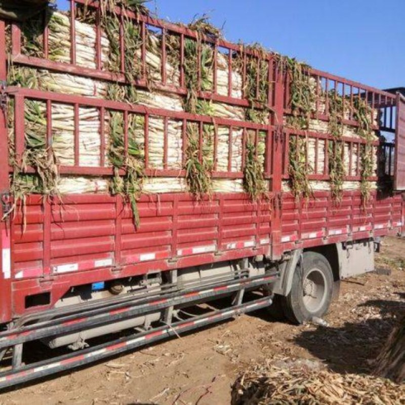 大葱40cm以上毛葱2cm左右大量供应长白大葱和优
