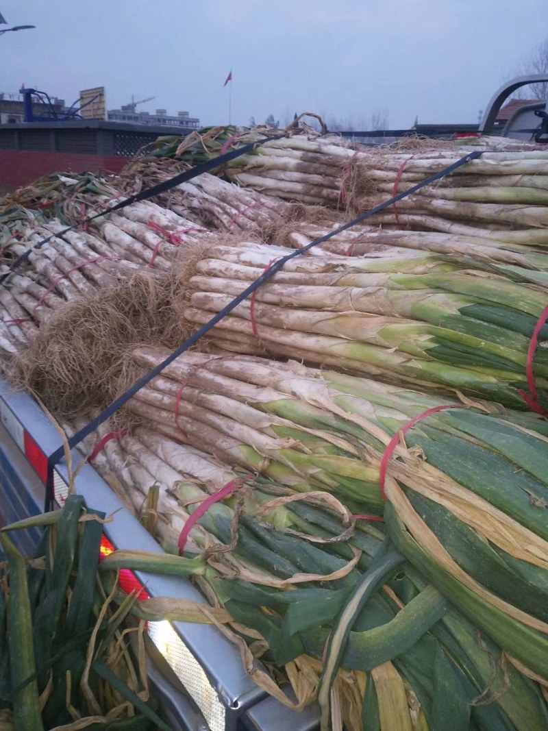 大葱40cm以上毛葱2cm左右大量供应长白大葱和优