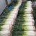 长白大葱毛葱2cm左右40cm以上