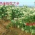 优质金银花苗基地现挖现发包成活技术指导可签合同放心苗