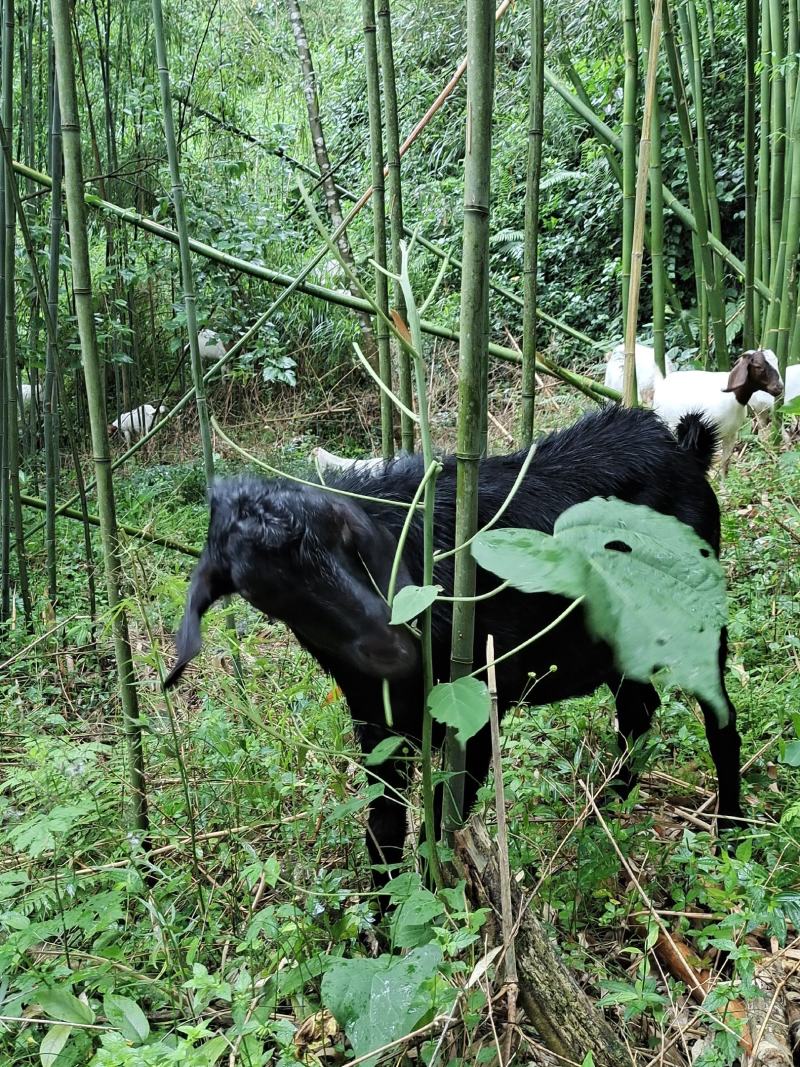 山羊，努比亚黑山羊种羊，波耳羊种羊