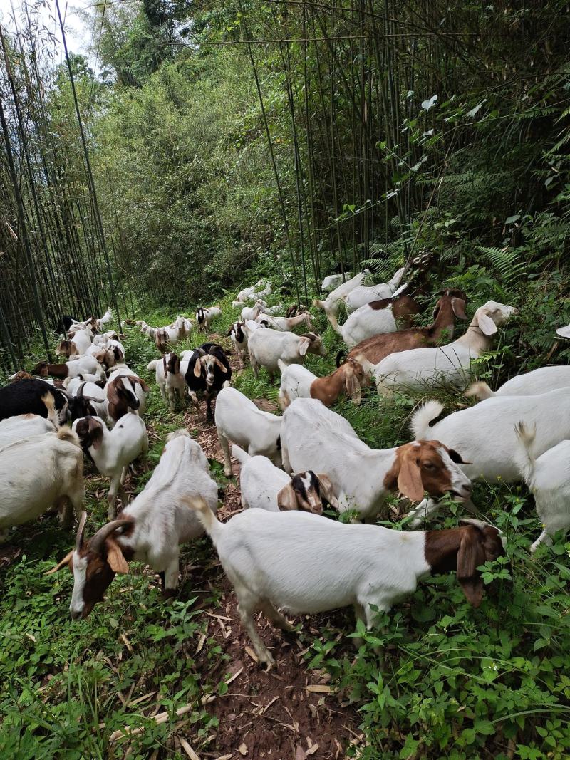 山羊，努比亚黑山羊种羊，波耳羊种羊