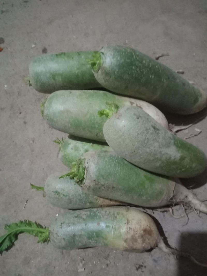 青萝卜，愣头青萝卜，口感脆，肉质绿色价格便宜