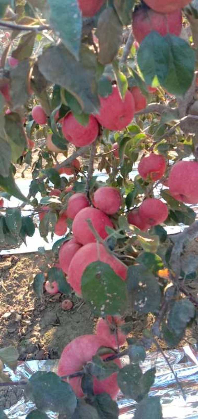 沙地寒富苹果大量上市