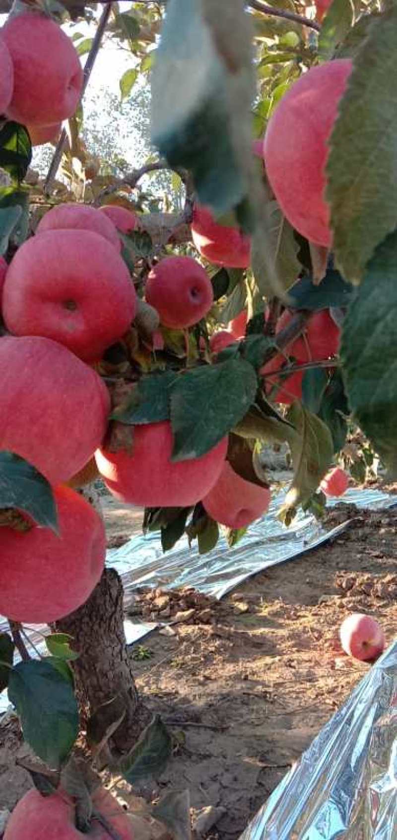 沙地寒富苹果大量上市