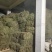 纯野生，有根，无根凤尾草，