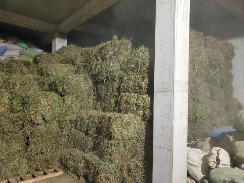 纯野生，有根，无根凤尾草，